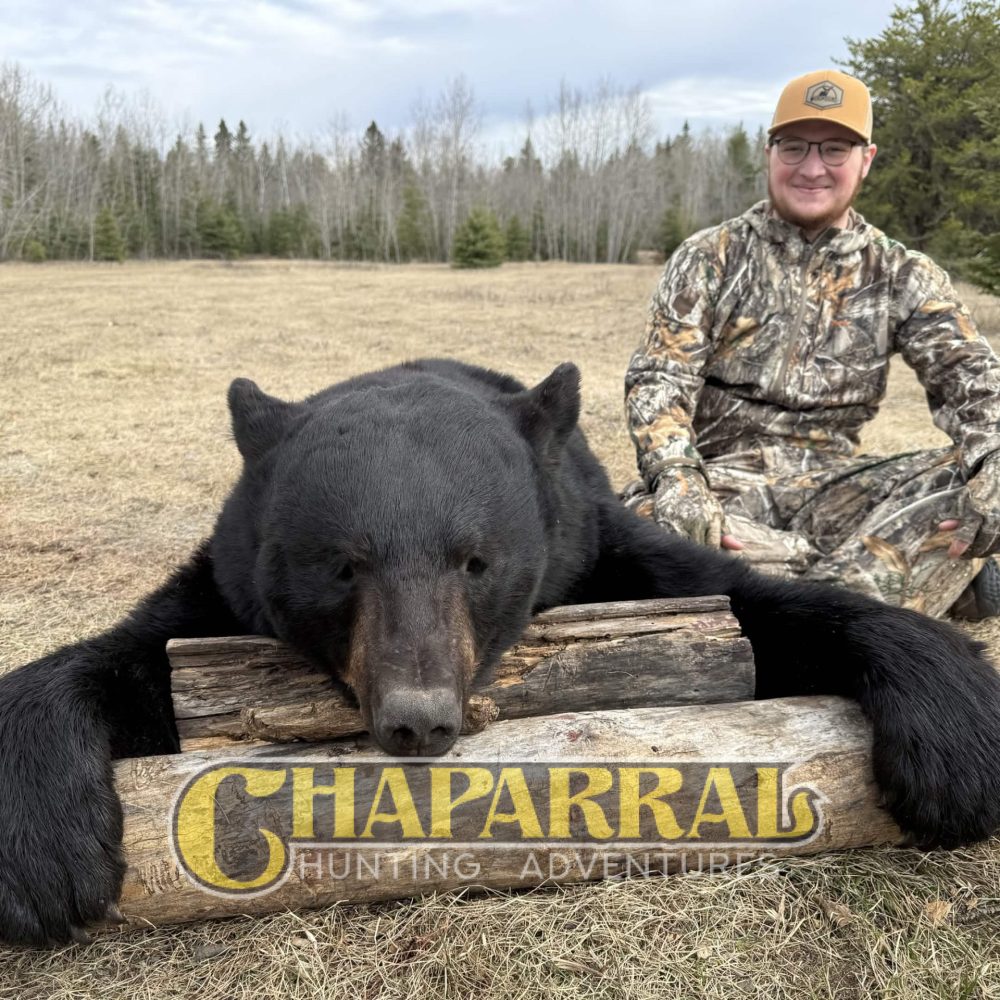 2026_CHA_blackbear_004