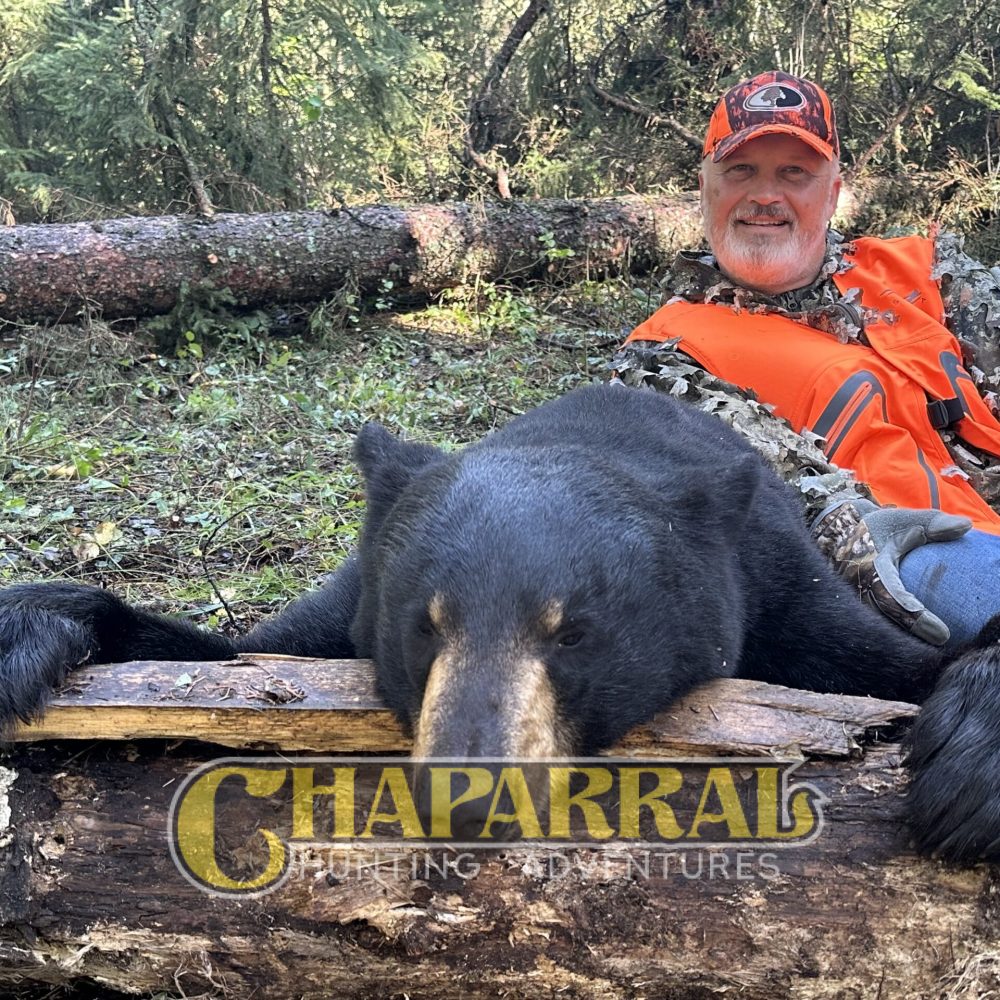 chaparral_2024_bear_2