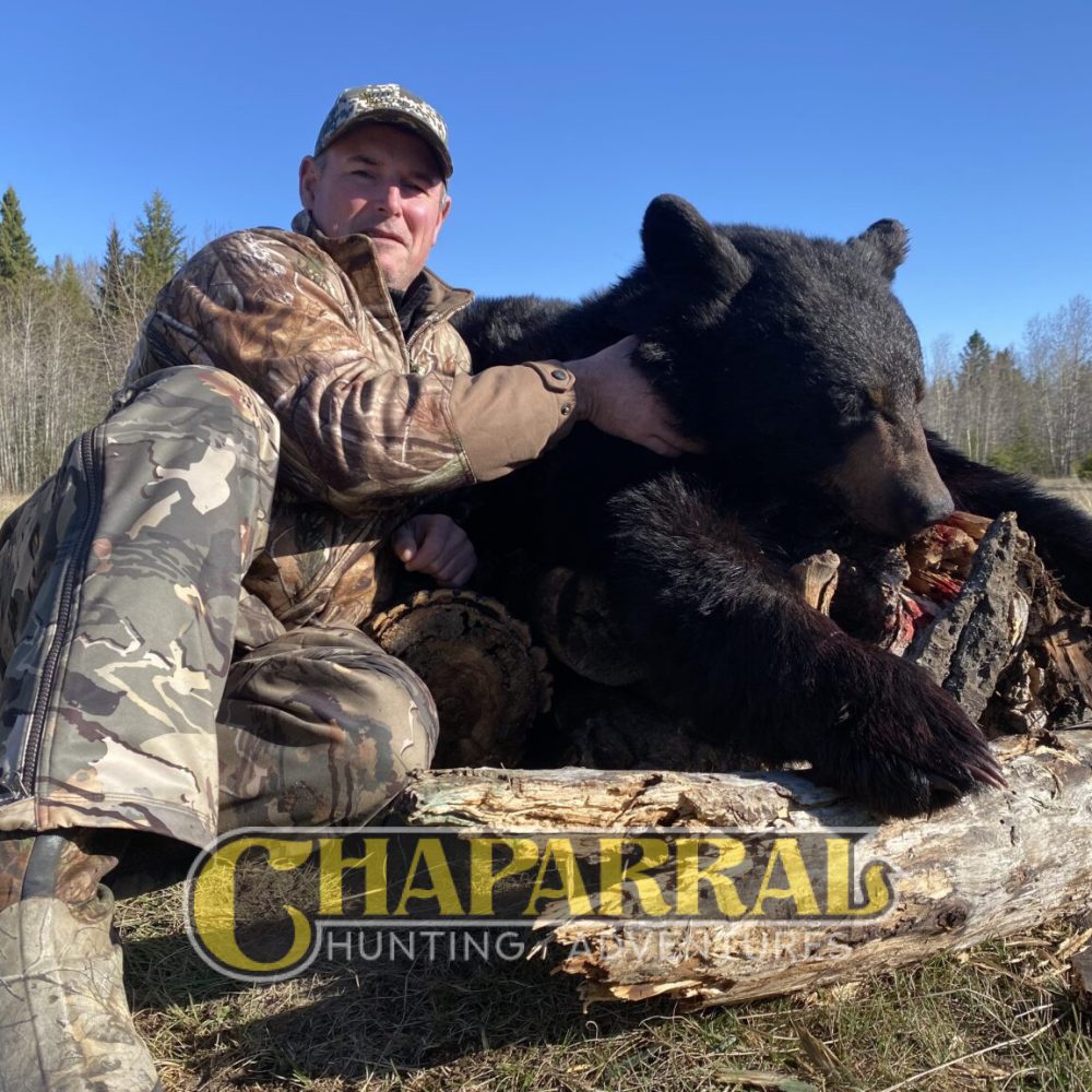 saskatchewan-spring-black-bear-cha-Terry-Parsons-1536x1152